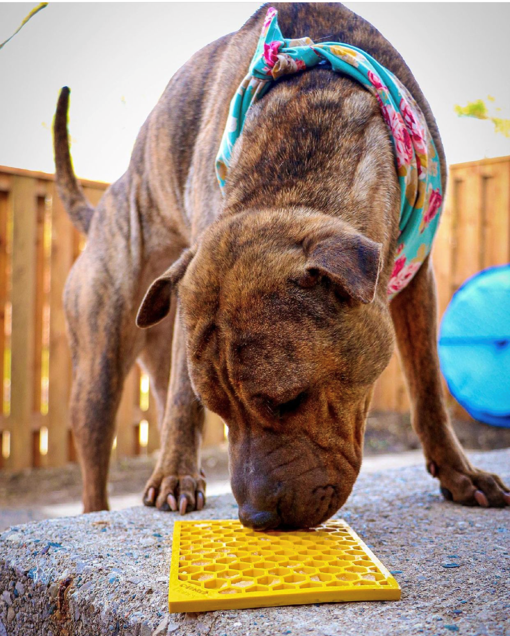 SodaPup Honeycomb Lick Mat for Dogs & Cats